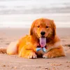 chico_ogoldenretriever