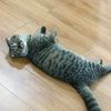 imnotacat5