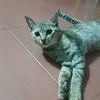 ngancute1520