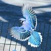 blu_jay18