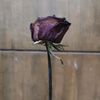useroff1128