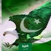 mhafeez806