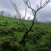 mohadkha