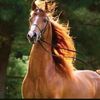 h.alyamy042