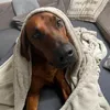 hamlet_und_donna