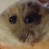 hampter_hamster124