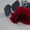 pik_793