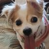 doggosrlyphe
