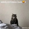 yarosvit4