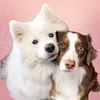 YUKI & MAPLE