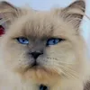 royakurdi4