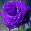 vexingrose