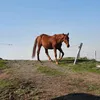 lunaples