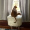 catsnbeaches