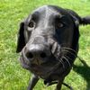 nunzio_the_dog