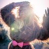 bigfoot_bae