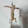 lenanakstm