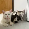 Nhà có 4 con mèo 🐈