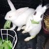 animalovers963