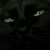 edimeow055