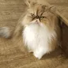 xacky_milie