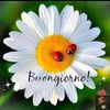 limon.limontozi