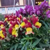 linhdang0110_