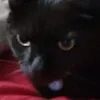 gumpuspumpus