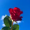 tatiana190750