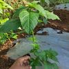 pt.perkebunan_cabe