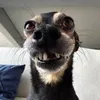 zueiranoaroficial