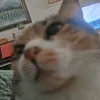 puredelexuga