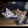 cutest_kittenz