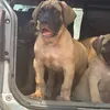 generationzkennels
