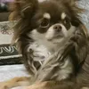 papichulo4721