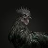 blackroostercustoms