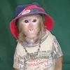 Яша Лазаревский