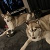 threehuskaroos