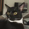 lumiyacat