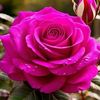rosealin14