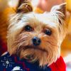 bax_theyorkie