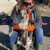 sar_dogs