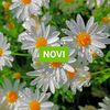 novyrhinov