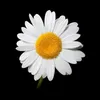 daisy020517