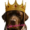 labradorkylieundroberto