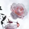 dyx5fhjs0sxm