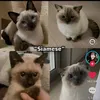 kyooshiii8
