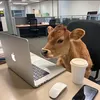 hienabcd