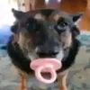 kroondzioo