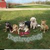 dogthropology